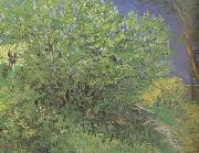 Vincent Van Gogh, Lilacs (nn04)